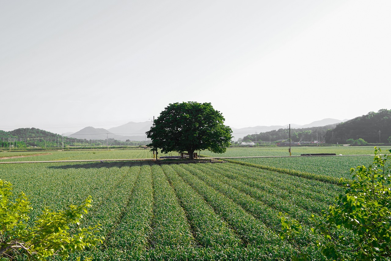 garlic-field-6375186_1280.jpg